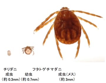 マダニとは？感染症で70代女性が死亡。刺された時の対処法や症状など、知っておきたいこと