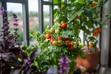 【6月からプランターで育てる夏野菜6選】ミニトマトや大葉など、ガーデニング初心者にもおすすめです