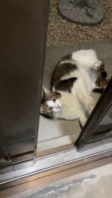 「リアル猫なで声」甘えてきた猫ちゃんを保護すると…？ 鳴き声の違いに「猫被ってる」「別猫ちゃんみたい」と3.4万いいね