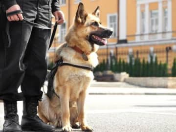 警察犬はいるのに"警察猫"がほとんどいないのはどうして？→理由に「やっぱりね！」と納得
