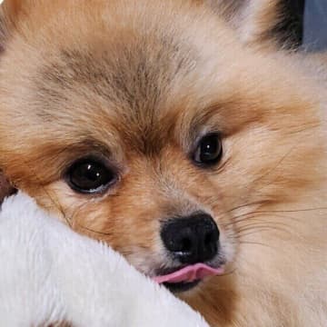 犬が「あごのせ」をするのはナゼ？　かわいいしぐさに隠された心理を獣医師が解説