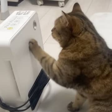 動かなくなってしまった『ヒーター』の前で止まった猫→何するのかと思ったら…胸キュン必至の行動に反響続々「表情が切ない」「大親友なんだね」