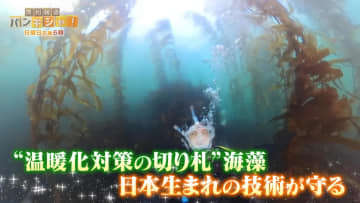 桝が豪州タスマニアの海で直面 “温暖化対策の切り札”に迫る危機【バンキシャ！】