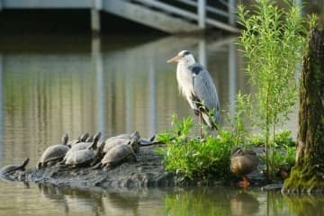 アオサギの佇む前に...野生動物の〝集会〟に4.2万人の妄想広がる　「風刺画みたい」「サギ集団やんけ！」