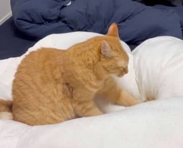 飼い主の布団を「ふみふみ」と揉んで寝床を作る猫→夢中になりすぎて沈み込む姿が可愛すぎる！