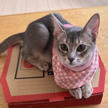 愛猫がおもちゃで出血！ どうしたらいい？ 猫のケガを防ぐ方法は？　｜専門家解説