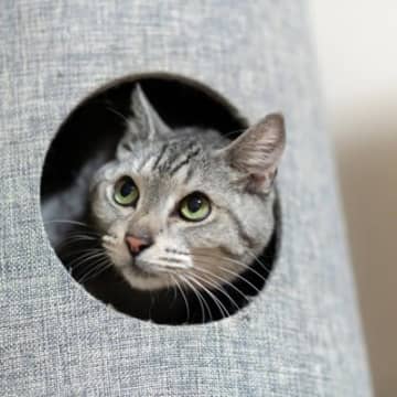 愛猫の『性格が変わる』6つの原因　年齢や環境…人格ならぬ“猫格”をゆるがす要素とは？
