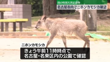住宅街でニホンカモシカ確認…国の特別天然記念物　「近づかないで」と呼びかけ　名古屋市
