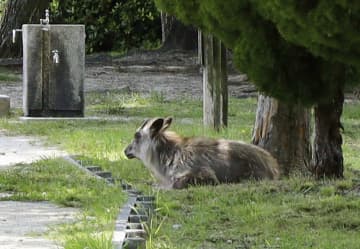 住宅街にニホンカモシカ　名古屋、見守り呼びかけ
