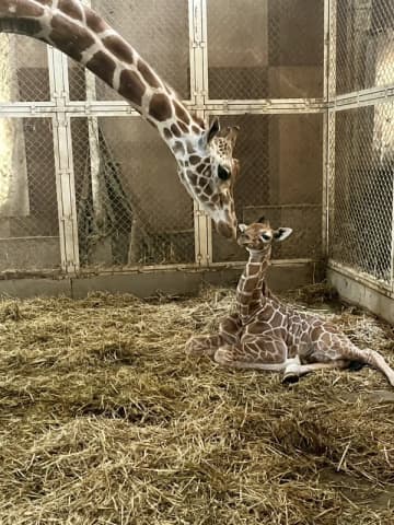 【期間限定】宇都宮動物園で初夏の出産ラッシュ！