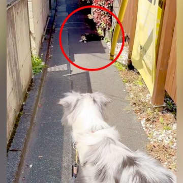 犬の散歩で細い道に入ったら、真ん中に『天敵の野良猫』がいて…葛藤する光景と『飼い主とのやり取り』が198万再生「平和的解決ｗ」「賢い」