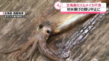 スルメイカ漁解禁も…不漁で初水揚げの競り中止に　北海道函館市