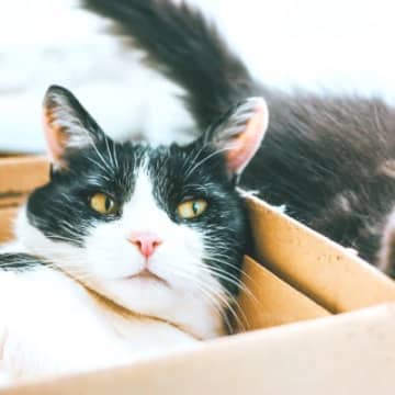 猫の『毛色が変わる』こともある？考えられる3つの原因　病気のサインの場合も