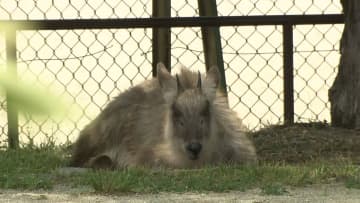 【まさか】住宅街に特別天然記念物の「ニホンカモシカ」　公園に居座り草を食べ休む…住宅の庭でも目撃　警察が注意喚起　名古屋市