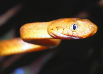 グアムの野鳥を食い尽くしたミナミオオガシラ 一種の外来生物が島の生態系と人々の暮らしを変えてしまった経緯とは