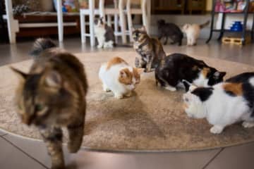 「猫の群れを追い立てる」とは? 猫にまつわる英語イディオム (9)