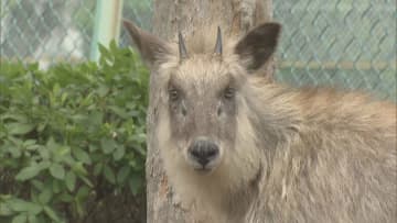 国の特別天然記念物のニホンカモシカが“名古屋の住宅街”に 後ろ脚を引きずるように歩く 周辺の山から迷い込んだか
