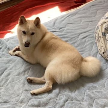 「最初は遠慮がちだった」元保護犬の柴がお兄ちゃんの布団を占領！「徐々にわがもの顔になる」姿にほっこり