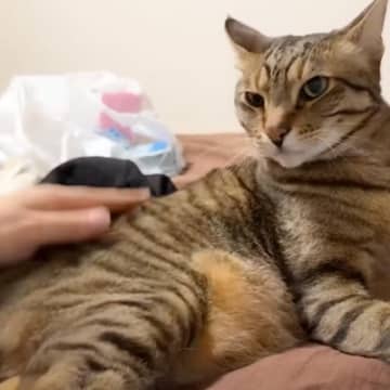 『撫で方のこだわりが強い猫』を雑に撫でた結果…"まさかの光景"に思わず爆笑する人が続出「様子がおかしいｗ」「許せないのかわいいｗ」