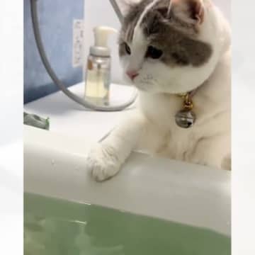 飼い主さんが"お風呂"に入っていると、"猫"がやって来て…まさかの行動が可愛すぎると15万再生「完璧にゃん」「猫の手借りちゃってる」