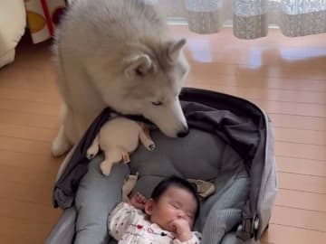 赤ちゃんに寄り添うハスキー　数時間後の光景に、飼い主「二度見した」