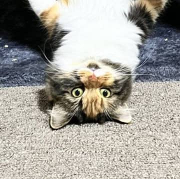 「二度見しちゃった！」朝起きた飼い主の目に飛び込む愛猫の姿　理解できない状況に爆笑