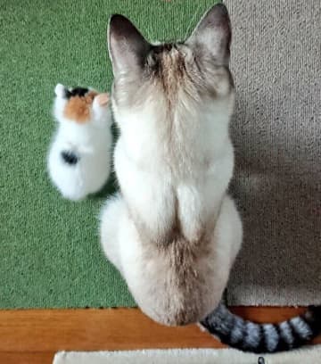 「ぬいぐるみかと思った」先住猫に寄り添う子猫の“ビフォーアフター”があまりにかわいすぎる！
