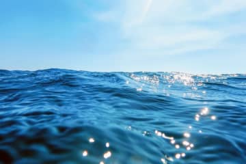 耳元でキラキラと輝く「素敵なピアス」の正体は…「リアルすぎる海のモチーフ」を思わず二度見