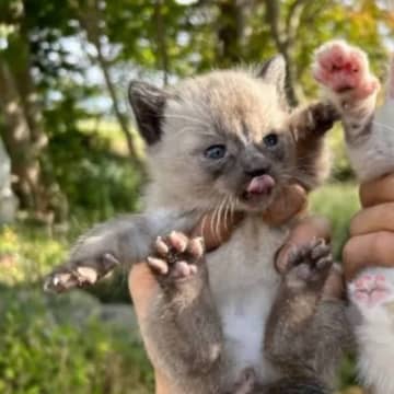 『子だぬきのような保護子猫』を育てた結果…想像していたのと全然違った『現在の様子』に「虜になる」「とっても可愛くて泣いた」と反響続々