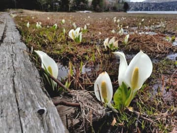 今が見頃のミズバショウ 「第45回 尾瀬山開き」  奥只見ダムにて開催