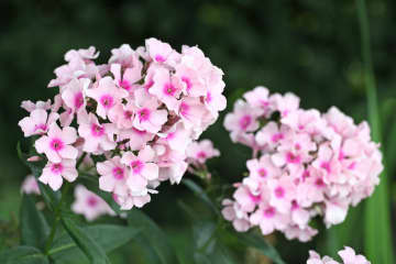 6月3日の花とは？【366日の誕生花と幸せの花言葉】