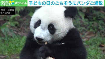子どもの日のごちそうにパンダご満悦→幸せそうな顔でお昼寝 中国・広東省