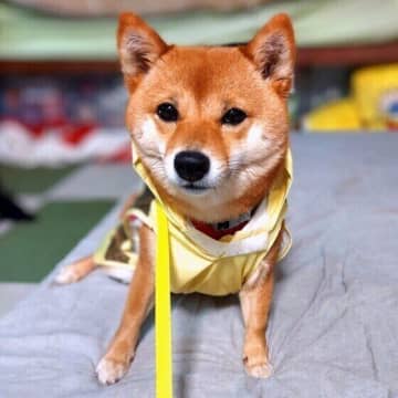 梅雨どきの犬の散歩対策・濡れた体のお手入れ方法を解説！