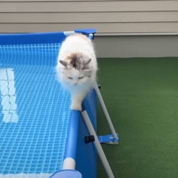 プールの細い縁の上を歩き始めた猫…思わず笑っちゃう『瞬間』が28万再生「1度あることは2度あるｗ」「猫界のダチョウ倶楽部」の声