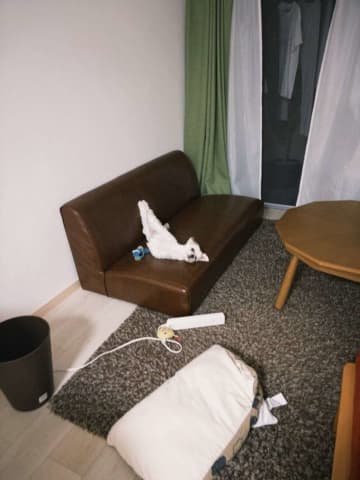 「変すぎる　なにこれ」　〝犬らしさ〟放棄しすぎてる犬に17万人困惑「笑い止まんない」