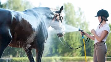 夏場に注意すべき馬の病気