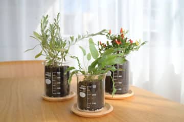実験用ビーカーが植物用の鉢に！「ビーカーの穴あき鉢」新発売　根の成長を日々計測できる！植物の生命力を可視化するラボ発想のインテリアアイテム