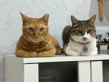 ゴハンの時間「待ちくたびれた」ように香箱座りになる猫たちの心理とは｜獣医師解説