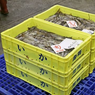 スルメイカ歴史的不漁で「いかめし」大ピンチ！ 解禁初日の北海道南部は“漁獲量ほぼゼロ”の異常事態