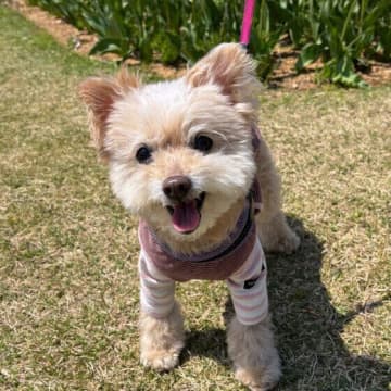 犬が飼い主に見せる「大好きサイン」　犬の愛情表現の仕方とは？