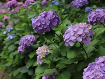 松戸市にある「あじさい寺」としても親しまれているお寺は？