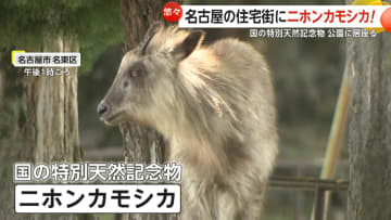 “ニホンカモシカ”名古屋市の住宅街に…国の特別天然記念物が公園に居座る　住宅庭で目撃情報も　警察が注意喚起「近寄らず、目を合わせないで」