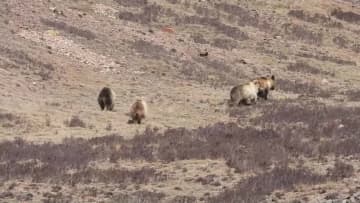 ウマグマ4頭同時出現　中国・甘粛省の祁連山で希少映像