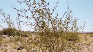内モンゴル自治区河套地域で約9900平方キロの生態整備が完了