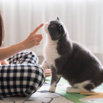 猫が『差し出された指先』のニオイをどうしても嗅いでしまう理由3選　猫と仲良くなるための第一歩？