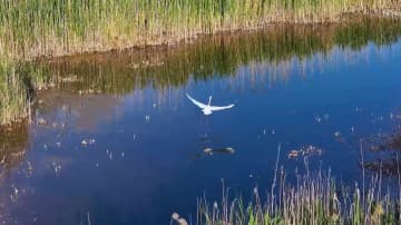 イリ河谷の湿地に広がる自然風景　中国新疆ウイグル自治区