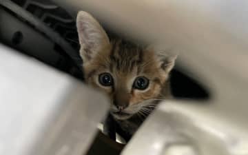 6月は猫がクルマに入り込むトラブルに要注意 JAFのロードサービス出動は2024年に全国381件