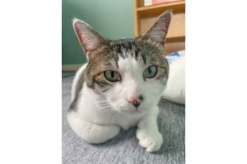 「信じられないくらい優しい男」　飼い主のメンタルが限界に…元保護ねこがとった行動に称賛の声