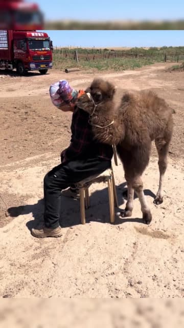 1カ月ぶりの再会、飼い主に甘える子ラクダ　中国内モンゴル自治区