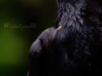 カラスをアップで撮影　全体をよく見ると？「キマッている」「イケメン」